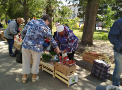 В Камышине, несмотря на похолодание, начали торговать местной клубникой