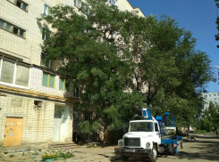 В Камышине на третьем городке безжалостно уничтожили 20-летнюю красавицу-березу