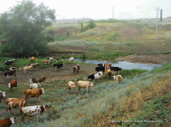Администрация Камышинского района зарегистрировала права на «ничейные» земли