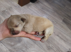 Сердобольные камышане пристраивают крошечного щенка, выжившего после страшного пожара в общежитии на улице Кирова