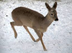 Две принявшие смерть косули могут стоить молодому охотнику до двух лет лишения свободы