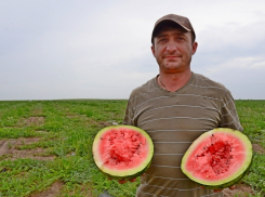 Камышинские бахчеводы качество ранней полосатой ягоды гарантируют