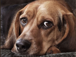 Девушка казнила собаку пожилой соседки, сбросила пса с пятого этажа и за это пойдет под суд