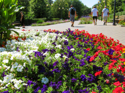 «Рощу» гортензий высадили в Камышине в парке Текстильщиков, всего на клумбах двух парков разместят к лету 5000 корней цветов!