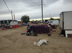 Самую дешевую картошку на оптовых овощных рынках Камышина можно купить по 28 рублей