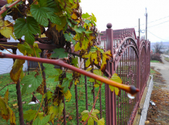 В Камышине через два дня похолодает до нуля, но сегодня, 24 ноября, пока тепло