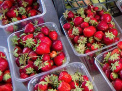 Камышинские дачники собрали третий урожай клубники за сезон
