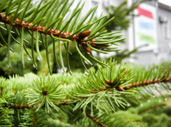 Средиземноморский циклон в Волгоградскую область принесет неделю дождей