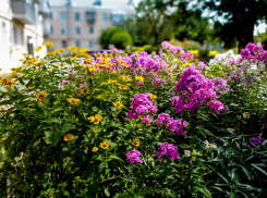 Волгоградская область утонет в тумане