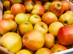 В «Садах Придонья» в Волгоградской области  и в декабре продолжают собирать невероятный урожай яблок