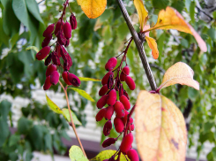 Комфортную теплую погоду предсказали синоптикам камышане 20 сентября