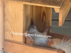 Камышане переживают в соцсетях за судьбу нового бельчонка, поселившегося в парке Комсомольцев-добровольцев