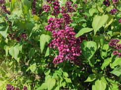 Полдня дождь, полдня солнце - такой прогноз выдали камышанам синоптики на среду