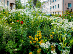 В Камышине внесены изменения в документ о конкурсе на самый цветущий двор