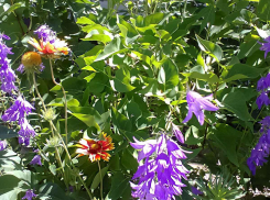 В Камышине июнь закончится на погодной отметке +24, а июль начнется с дождей и совсем прохладных дней