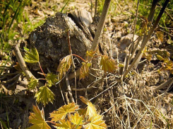 В Камышине синоптики прогнозируют дождь и грозу