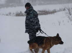 Председатель СК Александр Бастрыкин потребовал от волгоградских следователей доклад по делу о пропавшей школьнице, - «Блокнот Волгограда»