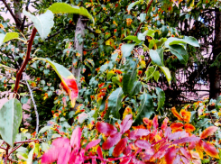 Сегодня солнце, завтра дождь: погода в Камышине в начале недели