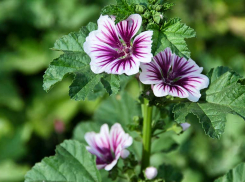 Солнечный день и магнитная буря: погода  в Камышине 22 августа