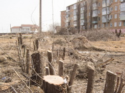 Зачем в Камышине муниципальному учреждению «Благоустройство» понадобился щепорез? 