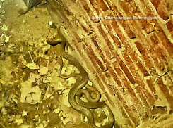 Стала известна судьба гигантской «секретной» змеи, которую спасатели вытаскивали из вентиляционного колодца на улице Ленина в Камышине