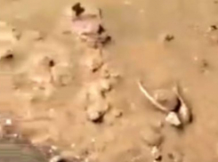 Жуткое место: рыбак наткнулся на берег Волги напротив Камышинского района, усыпанный человеческими костями  и досками от гробов (ВИДЕО)