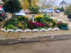 В Камышинских дворах до сих пор стоит цветочный сад