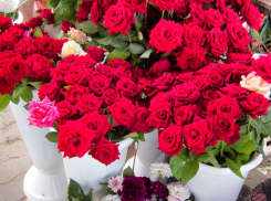 На цветочных рынках Камышина впору проводить городские флористические выставки, такая красота здесь продается