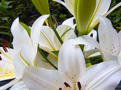 32-градусную жару и короткий вечерний дождь с грозой прогнозируют синоптики в Камышине в субботу