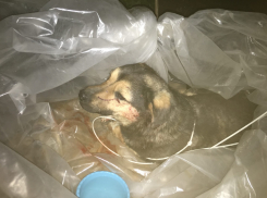 Сердобольные камышане ищут хозяев израненной сбитой собаки