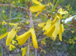 Теплынь до +19-ти при облачности предсказали синоптики камышанам 20 апреля