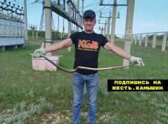 В Камышине змеи участвуют в «фотосессиях»!