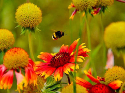 Погода в городе: классика камышинского лета, но всего на день