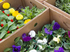 В Камышине завораживают красотой цветочные рынки рассады