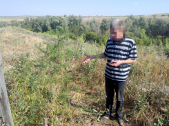 В крошечном селе Камышинского района 36-летний безработный приготовил себе «десерт» из марихуаны