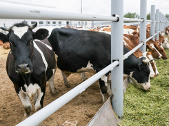 Буренки Волгоградской области дали больше молока