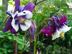 Среда для камышан окажется холодной и дождливой