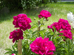 Этой весной в Камышине высадят 250 деревьев и 5000 корней цветов