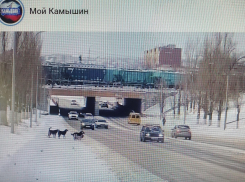 Камышан взвинтил сюжет про стаю бездомных собак в центре города - власти и ухом не повели! (ВИДЕО)