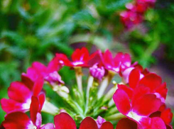 В Камышине припечет до +30-ти