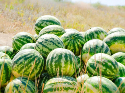 Администрация Камышина рассказала, где намерена прописать придорожные арбузно-помидорные рынки