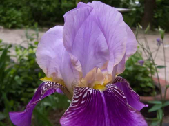 Погода в Камышине 3 июня: продолжится ли ночной дождь днем?