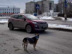 Депутаты Облдумы ломают голову, что делать с бродячими псами