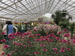 Какой рекорд поставил «Бал хризантем» в Волгоградской области