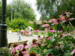 Август продолжает освежать камышан