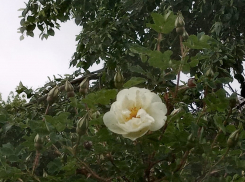 Солнце, свежесть и короткий дождь - такой будет погода в День Маресьева в Камышине