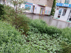 Камышане выкладывают в соцсетях фотоподтверждения, что город зарастает сорняками