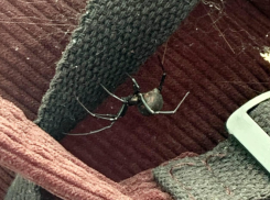 В Волгоградской области этим летом жуткие каракурты «претендуют» на путешествие в рюкзаках туристов (ВИДЕО)