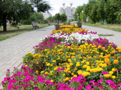 В Камышине после дождя будет солнечно, но без изнуряющей жары 31 июля