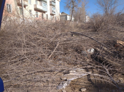 Камышане в соцсетях подгоняют городские службы благоустройства с вывозом обрезанных веток деревьев